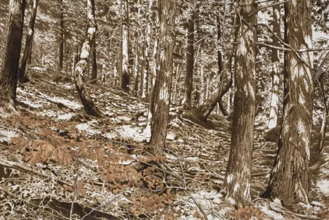 La forêt que j’aime