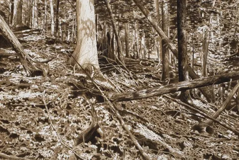 Les forêts vivent et meurent d’elles-mêmes